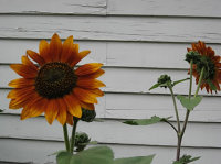 2010 Fall Community Garden Tour