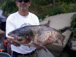 Unraveling the Science behind the Bighead Carp Found in Lake Calumet