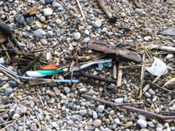 Beach Adopters Needed to Aid West Michigan Trash Cleanup