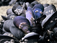 Mussel Training